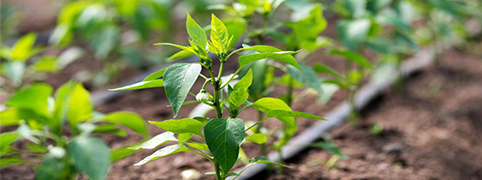 شرکت باران پليمر جی |تولید کننده تجهیزات آبیاری قطره ای بارانی